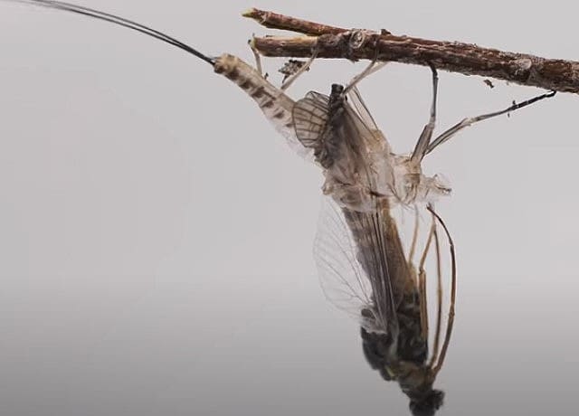 カゲロウの脱皮