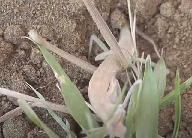 ショウリョウバッタが地面で脱皮