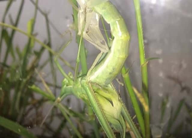 ショウリョウバッタが脱皮に失敗する原因