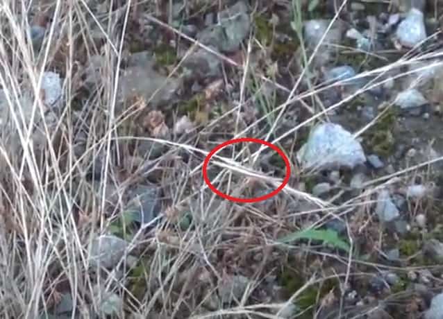 ショウリョウバッタの保護色