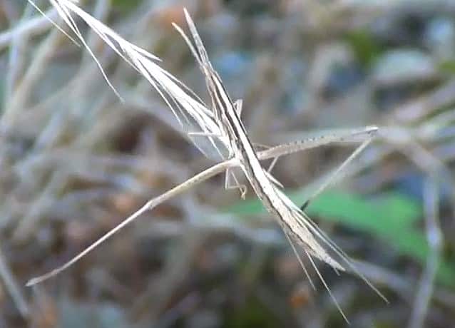 白い色のショウリョウバッタ