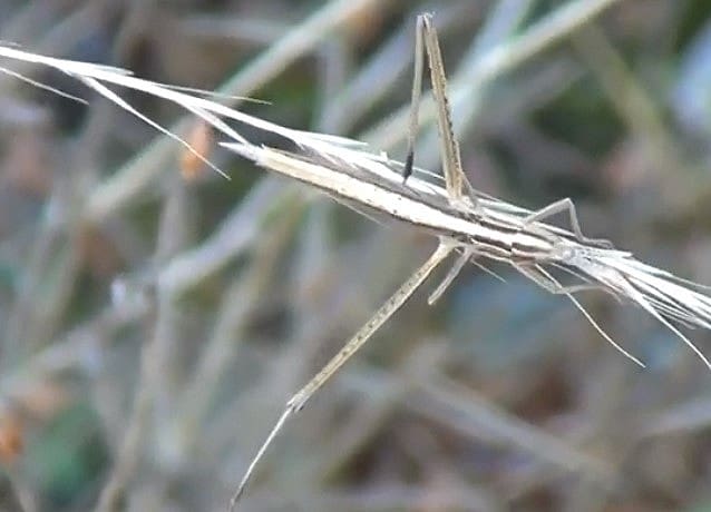 ショウリョウバッタに白い色がいる3つ理由