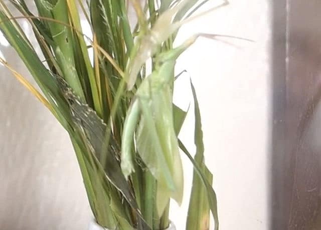 ショウリョウバッタの脱皮の写真