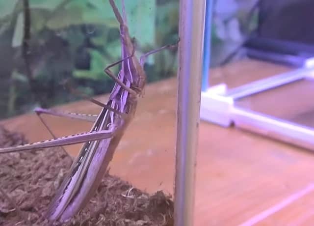 ショウリョウバッタの色が違う理由