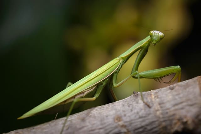 カマキリの画像