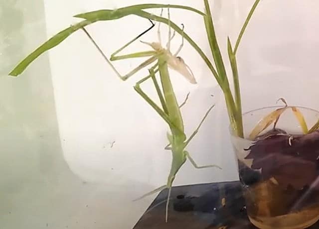 ショウリョウバッタが脱皮した殻を食べるのはなんで