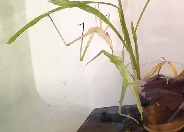 ショウリョウバッタの脱皮画像