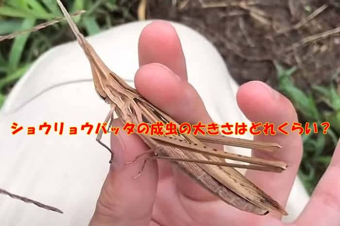 ショウリョウバッタの成虫の画像