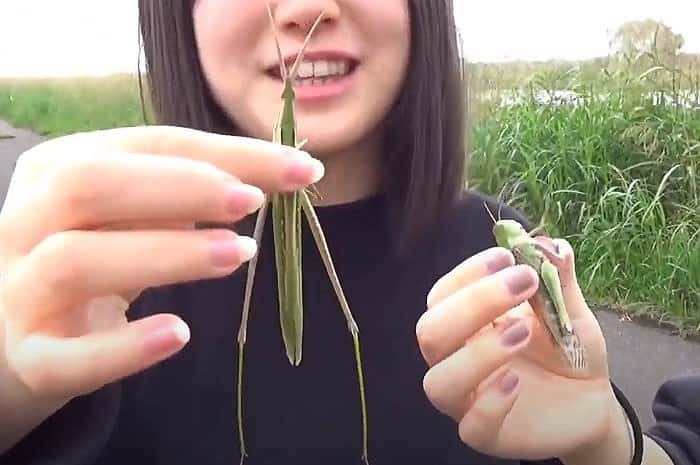 ショウリョウバッタのメス