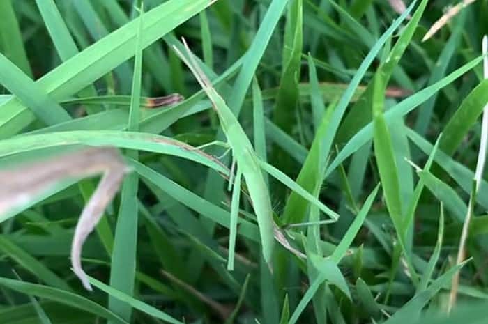 ショウリョウバッタの擬態