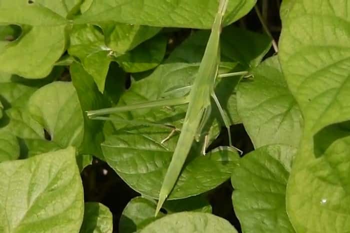 ショウリョウバッタの脱皮の前兆