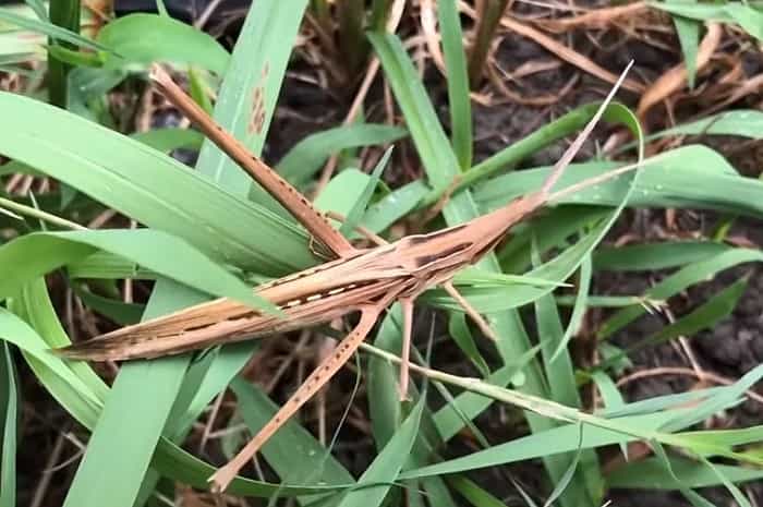 ショウリョウバッタの成虫の大きさはどれくらい