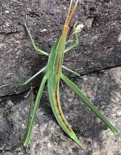 ショウリョウバッタの脱皮直後