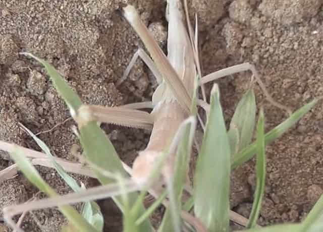 ショウリョウバッタが脱皮する前兆は何