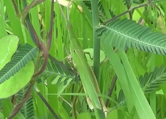 ショウリョウバッタの駆除