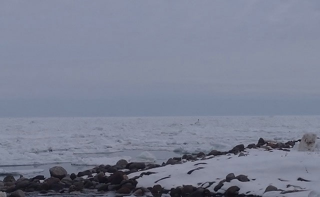 流氷が北海道にくる時期と見頃はいつ