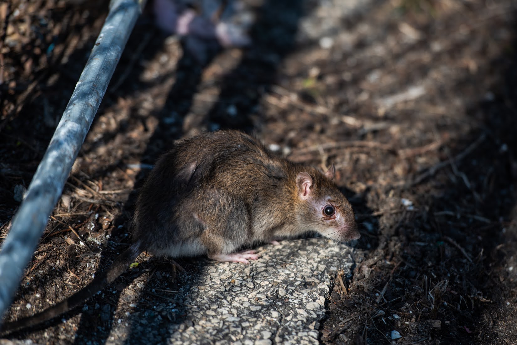 A rat seen in the West Loop in 2021. Some cities on the East Coast have adopted a high-tech solution to rat control. Chicago targets real estate empire and individuals owing over $9 million in unpaid rat-related tickets. Read about it on Illinois Answers.(Credit: Colin Boyle/Block Club Chicago)