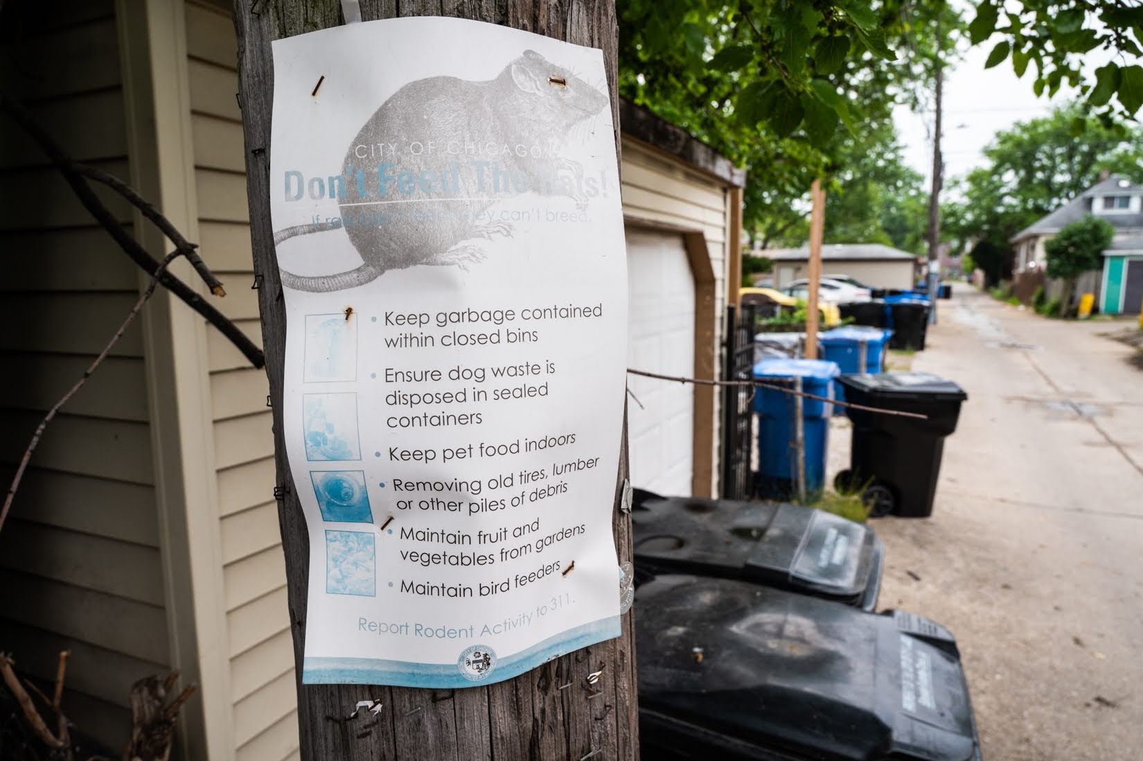 A poster gives residents tips on how to combat rats behind Chrysler Village row homes in the 6300 block of South Long Avenue in Clearing. (Credit: Colin Boyle/Block Club Chicago)