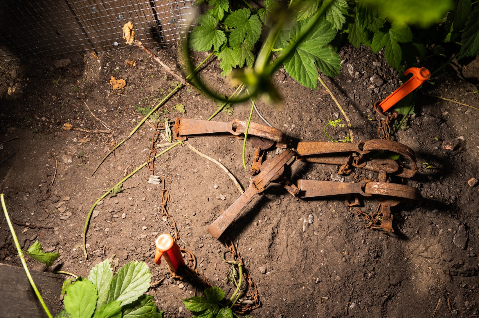 Muskrat traps are used where throngs of rats have continually ransacked Amanda Weinberger’s North Center backyard and garden, as seen on June 2. (Credit: Colin Boyle/Block Club Chicago)
