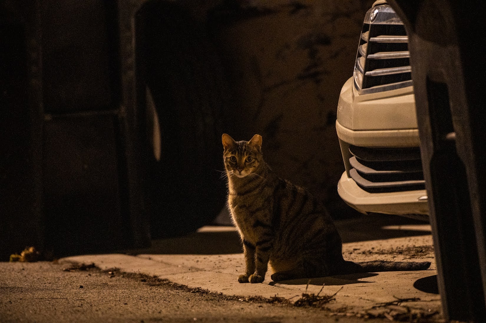 A cat hunts for rodents in the alley behind the 3700 block of North Sawyer Avenue in Irving Park on June 8. (Credit: Colin Boyle/Block Club Chicago)
