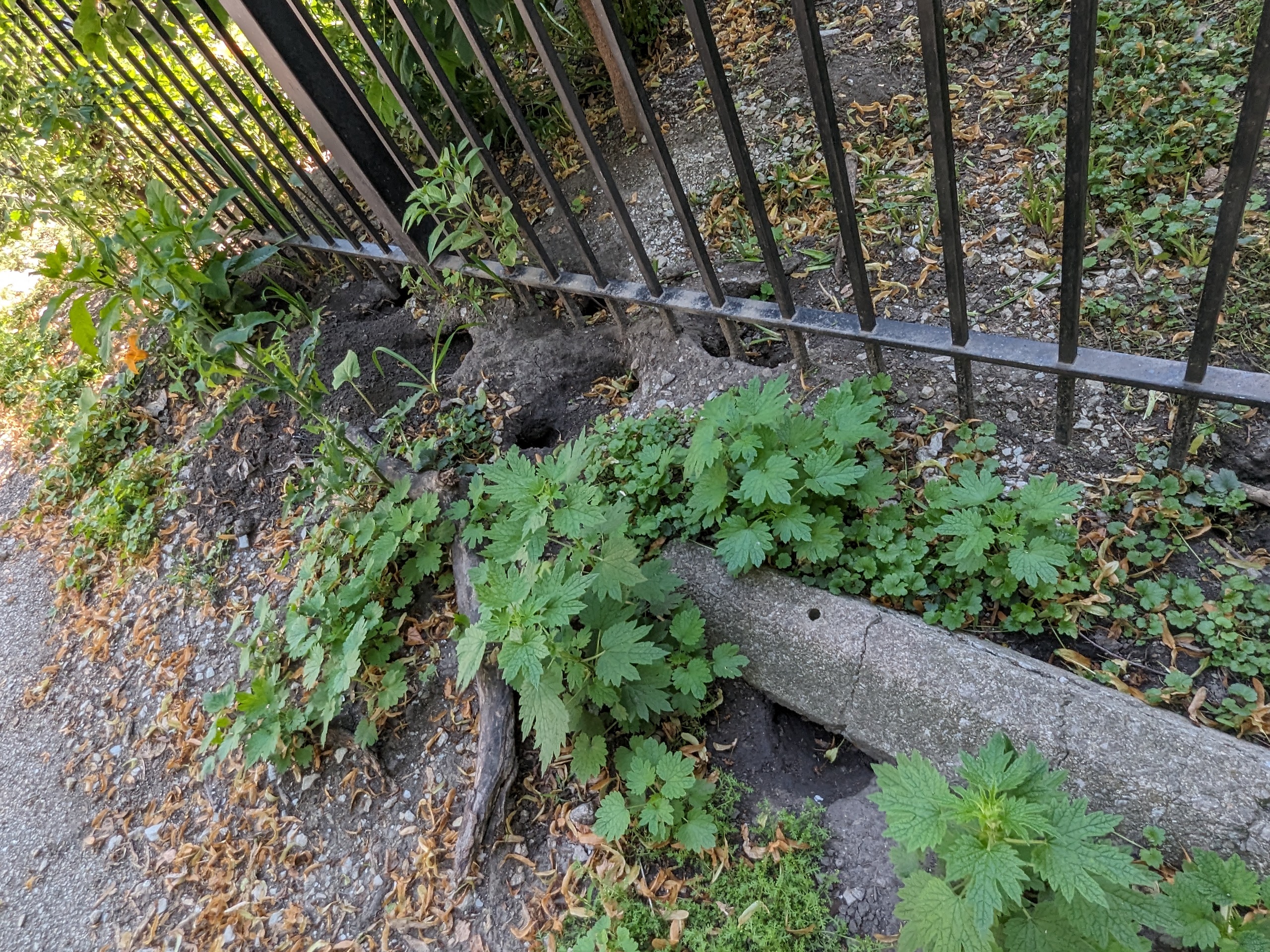 Rat holes in the backyard of a Chicago Housing Authority building in the Rogers Park neighborhood. A city inspector found 20 rat holes at the site. (Credit: Casey Toner/Illinois Answers Project)