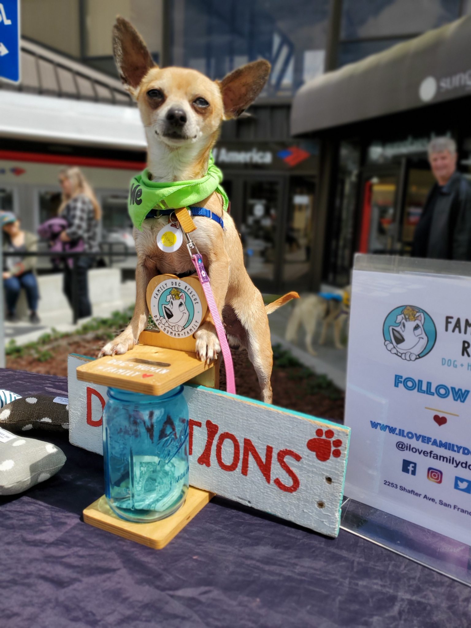 Castro Adoption Event Family Dog Rescue San Francisco Ca Dog Human Family