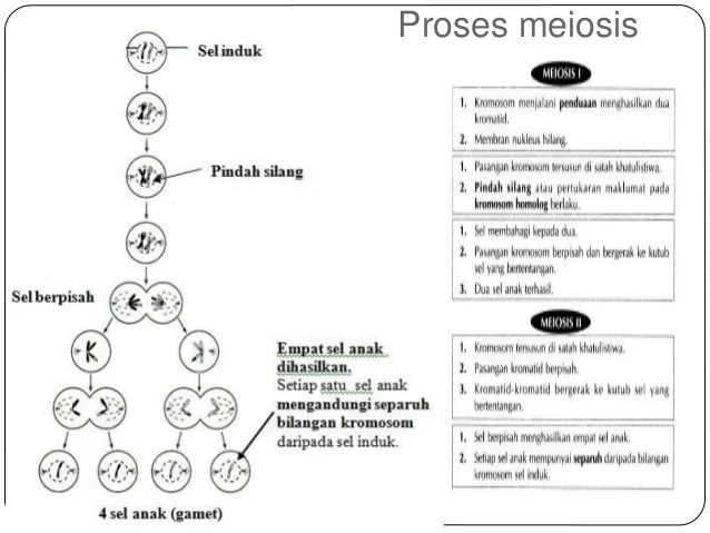 Sains Tingkatan 4 Kbsm I Bab 3 Keturunan Dan Variasi I 3 1 Pembahagian