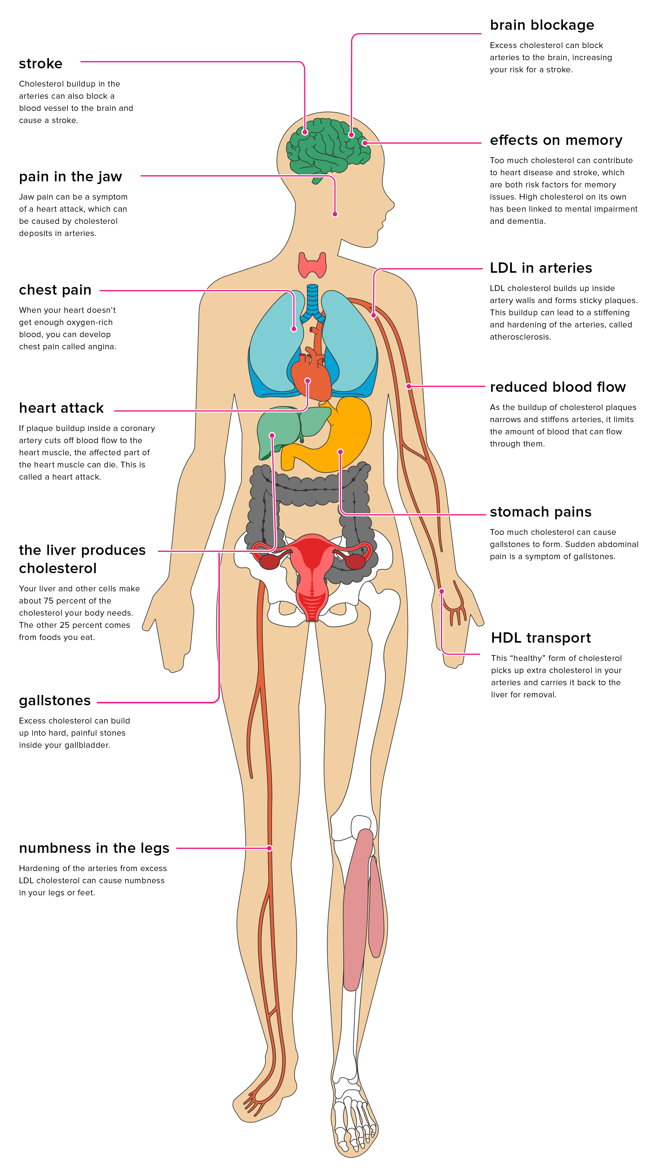 The Effects Of Cholesterol On The Body
