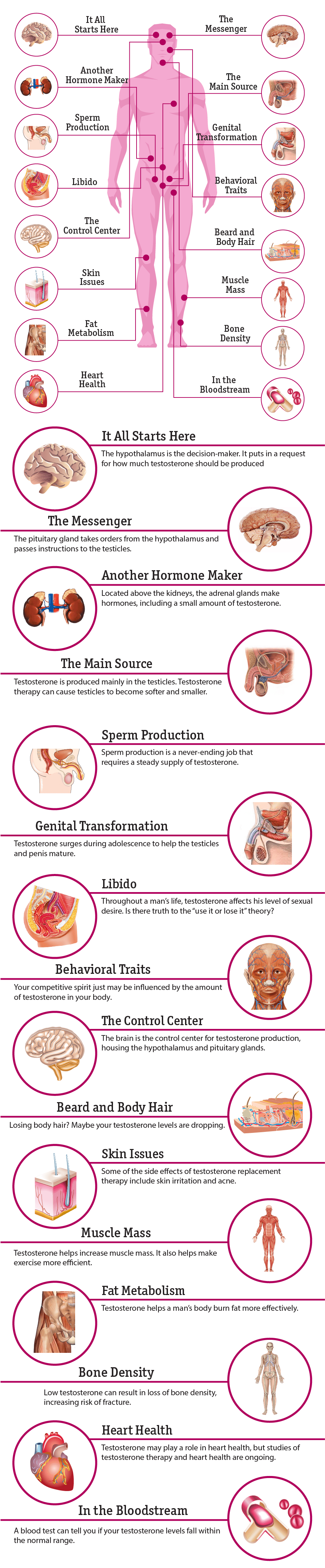 16 Effects Of Testosterone On The Body