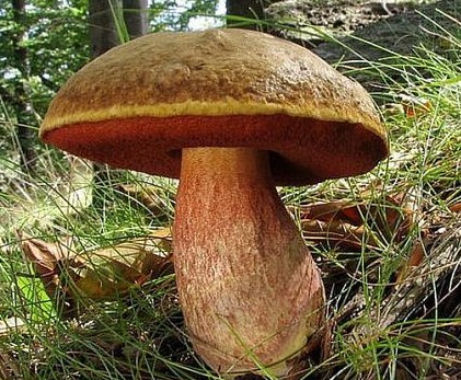 Les Cepes Et Bolets Les Bons Et Ceux A Ne Pas Ramasser