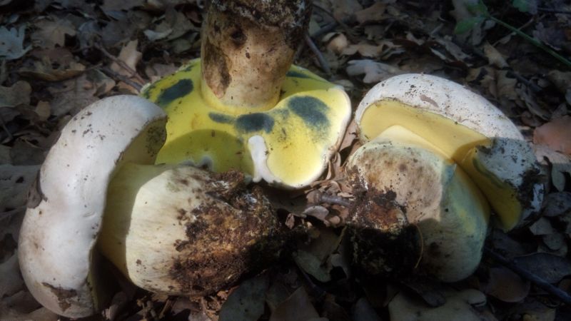 Les Cepes Et Bolets Les Bons Et Ceux A Ne Pas Ramasser