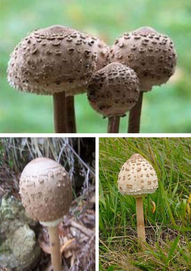 Cueillette De Coulemelles Et Idees De Recettes