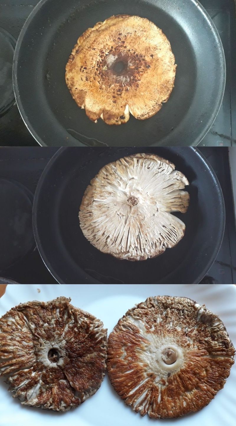 Cueillette De Coulemelles Et Idees De Recettes