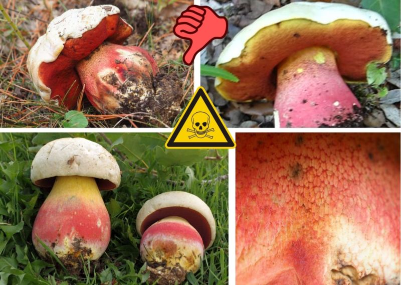 Les Cepes Et Bolets Les Bons Et Ceux A Ne Pas Ramasser