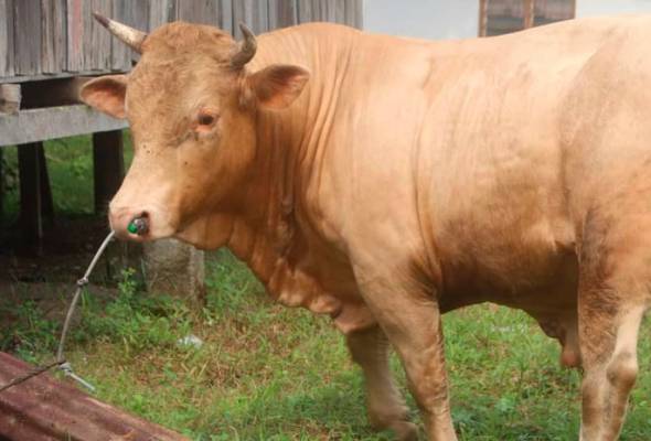 Mencipta pasu dari tahi lembu, pelajar ini menang anugerah ...
