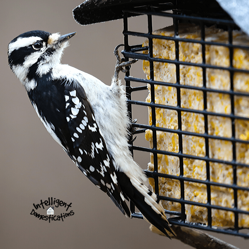 Easy Homemade Bird Suet Recipe