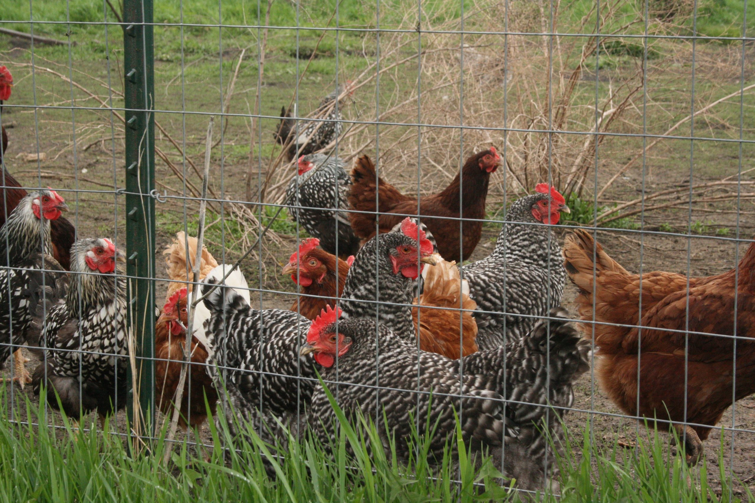 USDA proposes another step toward making chicken farming equitable