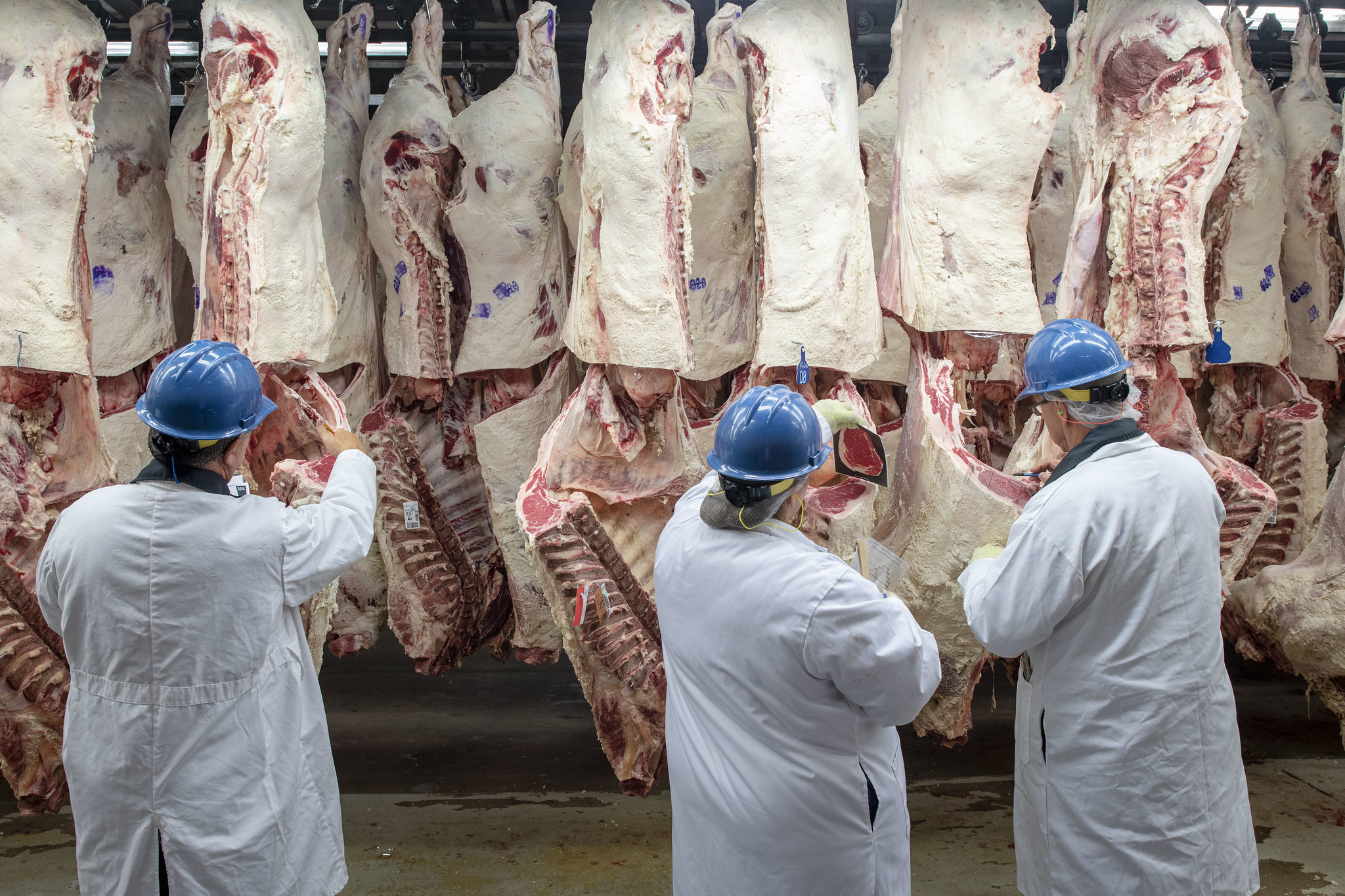 Three people in white jackets and blue hard hats stand in front of cattle carcasses at a meatpacking plant assembly line.