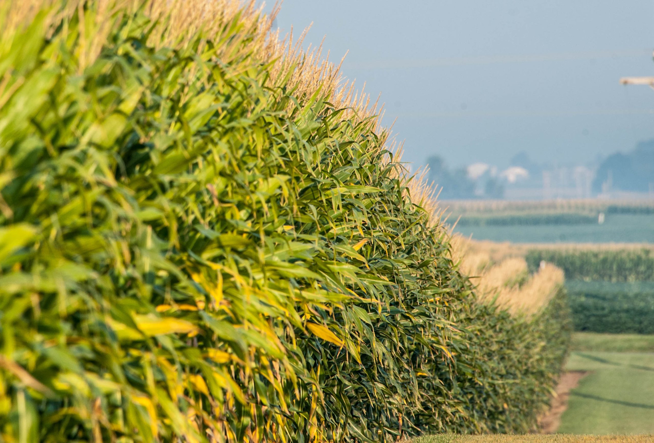 GRAPHIC: Most corn planted in the US is engineered to resist herbicides and kill insects