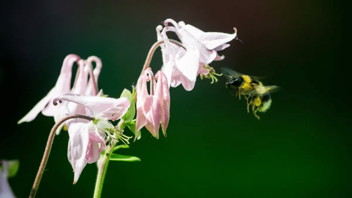 Plants and their pollinators are increasingly out of sync