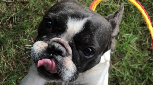 French Bulldogs Rescued From China Available For Adoption Soon