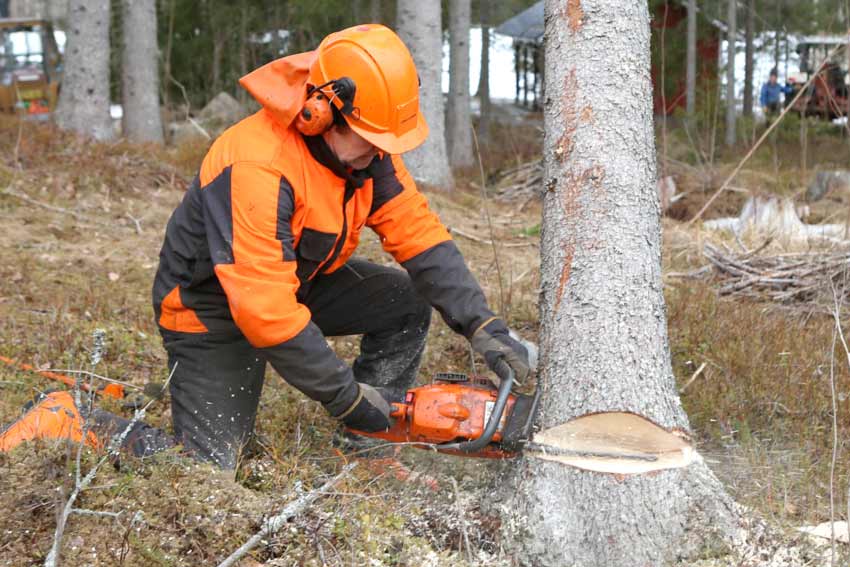 Emergency Tree Removal Toronto Jack Of All Trees Tree Cutting Service
