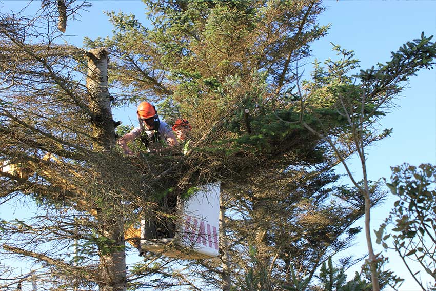 Tree Shrub Removal Jack Of All Trees Specialist Arborist In Toronto