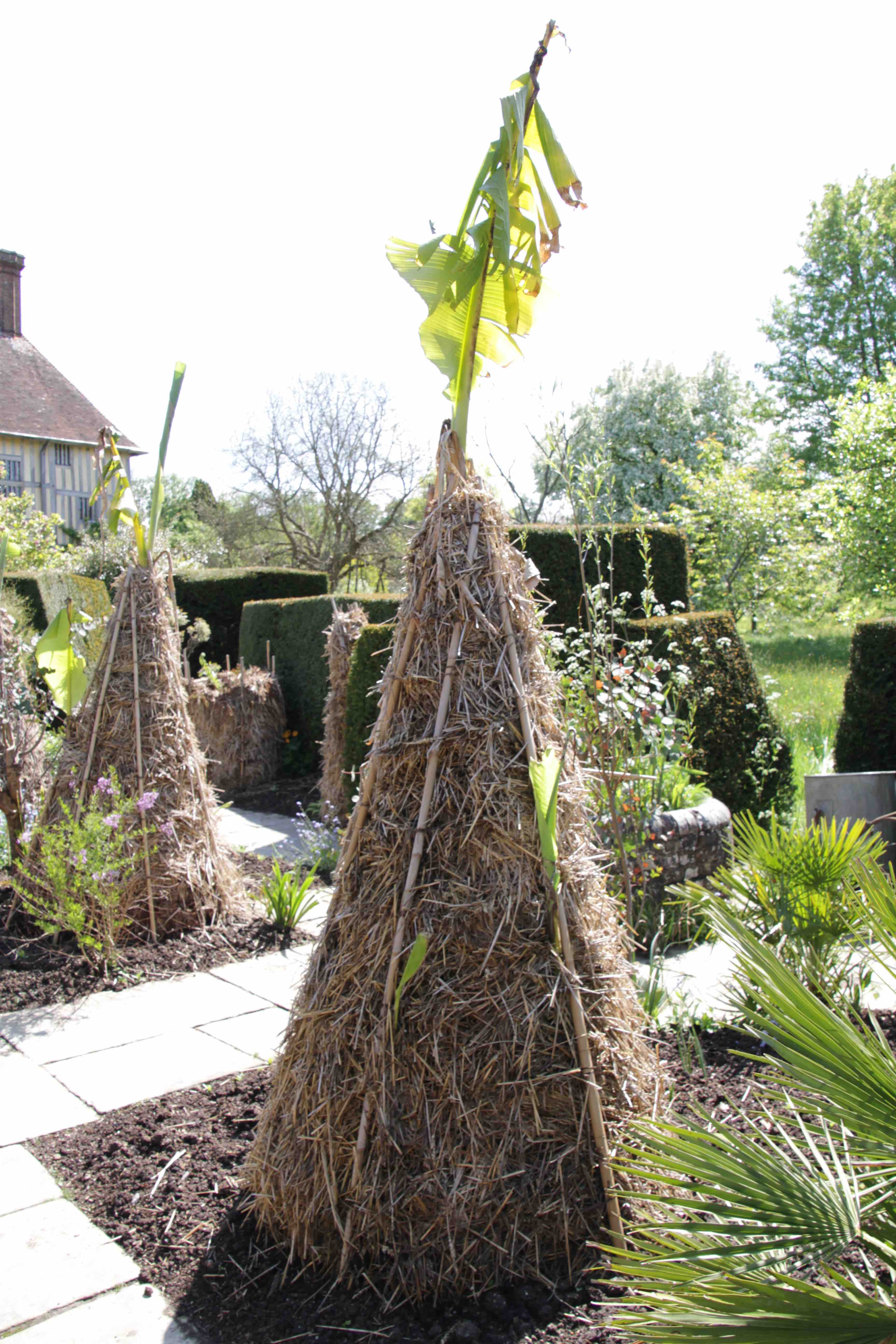 Comment Hiverner Un Bananier A L Interieur Jardinier Paresseux