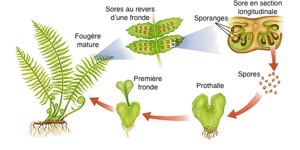 Produire Vos Propres Fougeres Par Spores Jardinier Paresseux