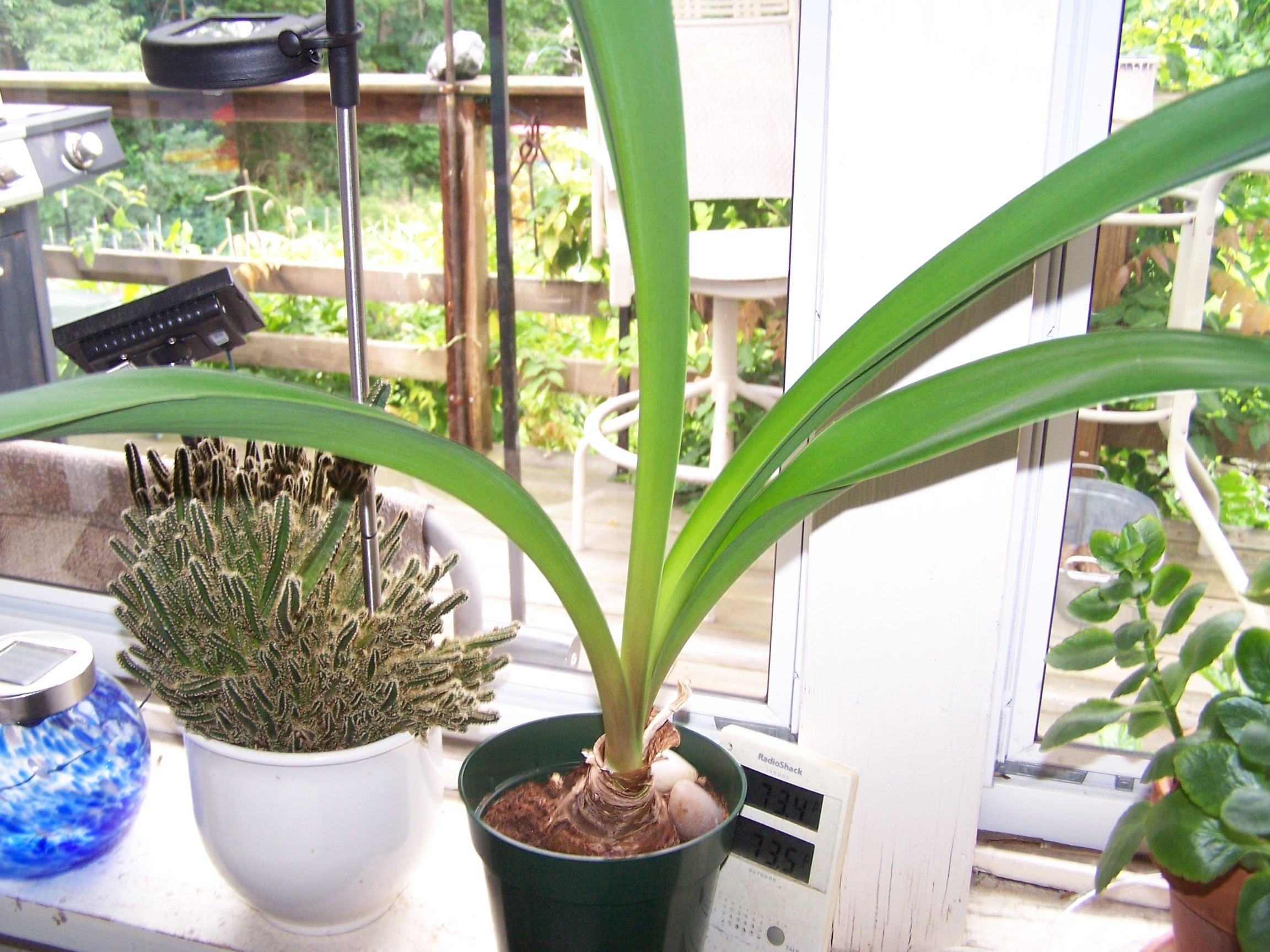 Quand Une Amaryllis Ne Refleurit Pas Jardinier Paresseux