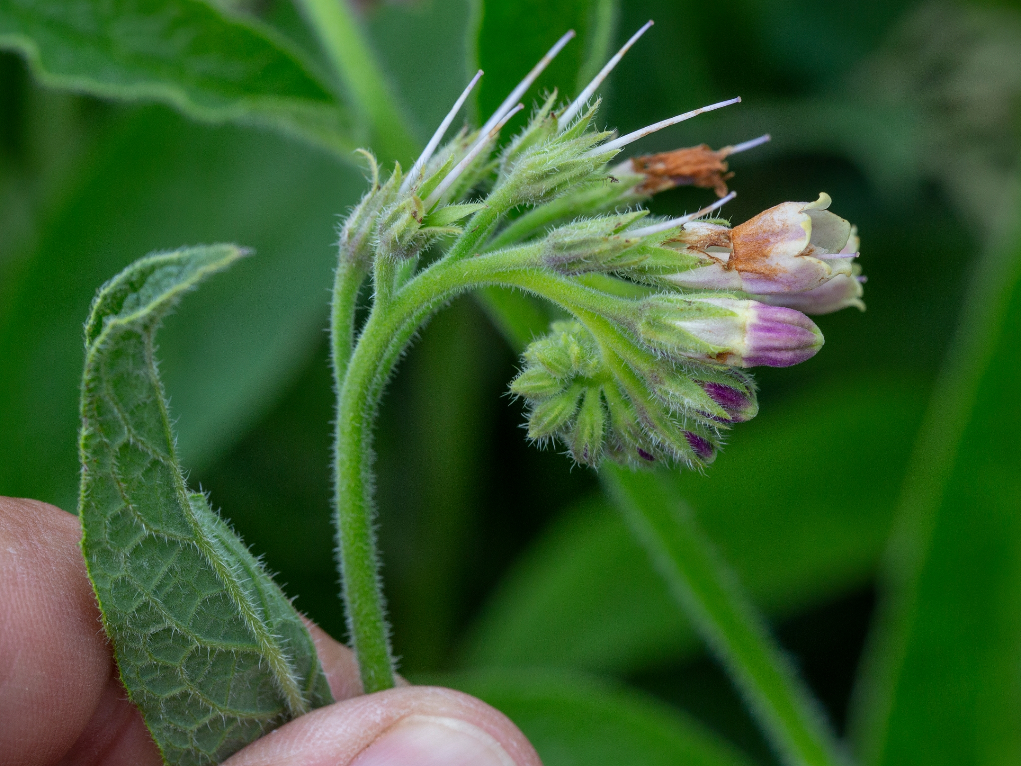 Pourquoi Je Ne Cultive Pas La Consoude Jardinier Paresseux