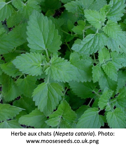 Cultivez L Herbe A Chat Vous Meme Jardinier Paresseux