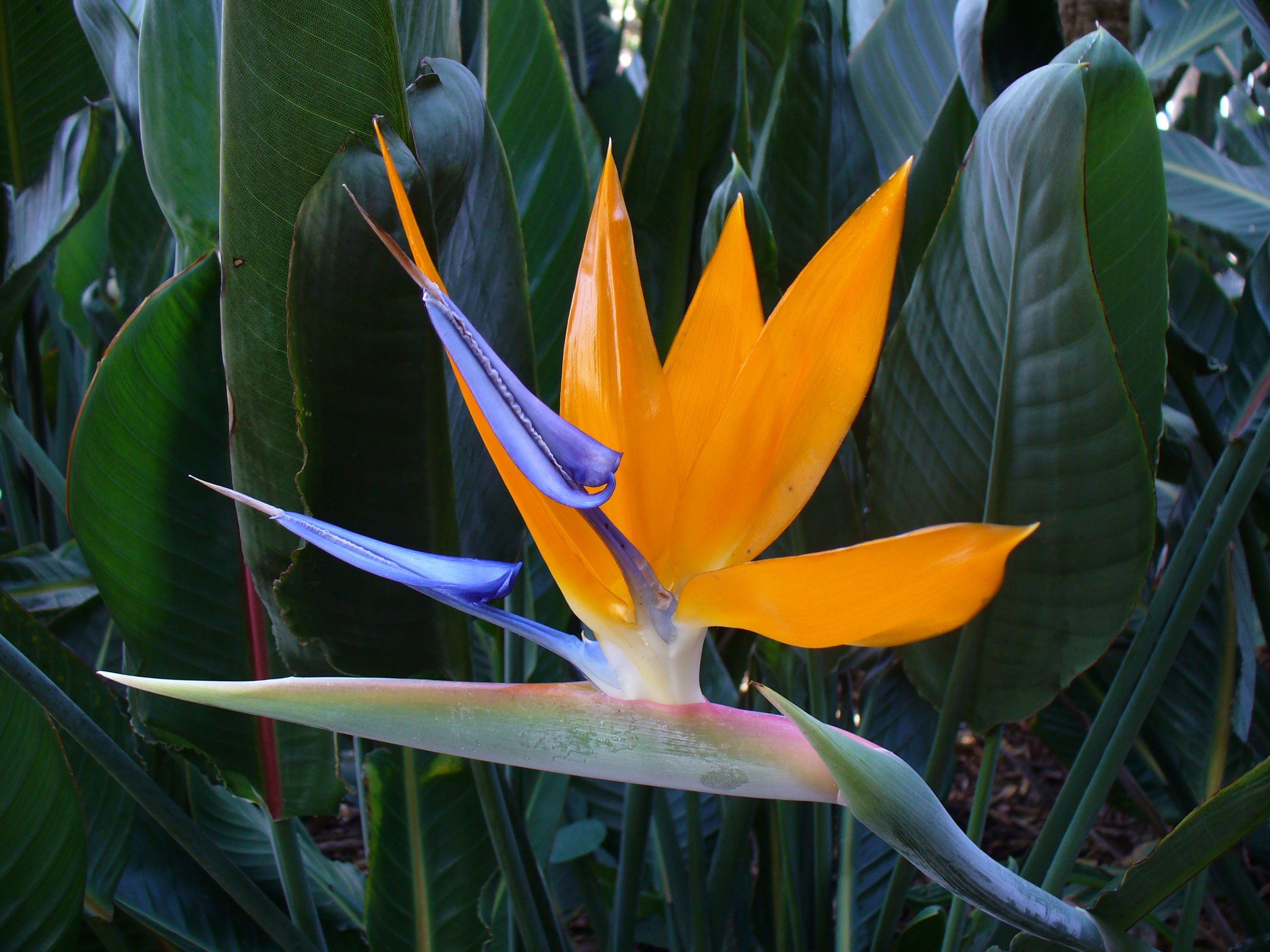 A Chaque Mois Sa Plante Septembre 2020 L Oiseau Du Paradis Jardinier Paresseux