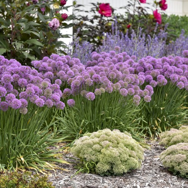 Oui On Peut Planter Les Vivaces A L Automne Jardinier Paresseux